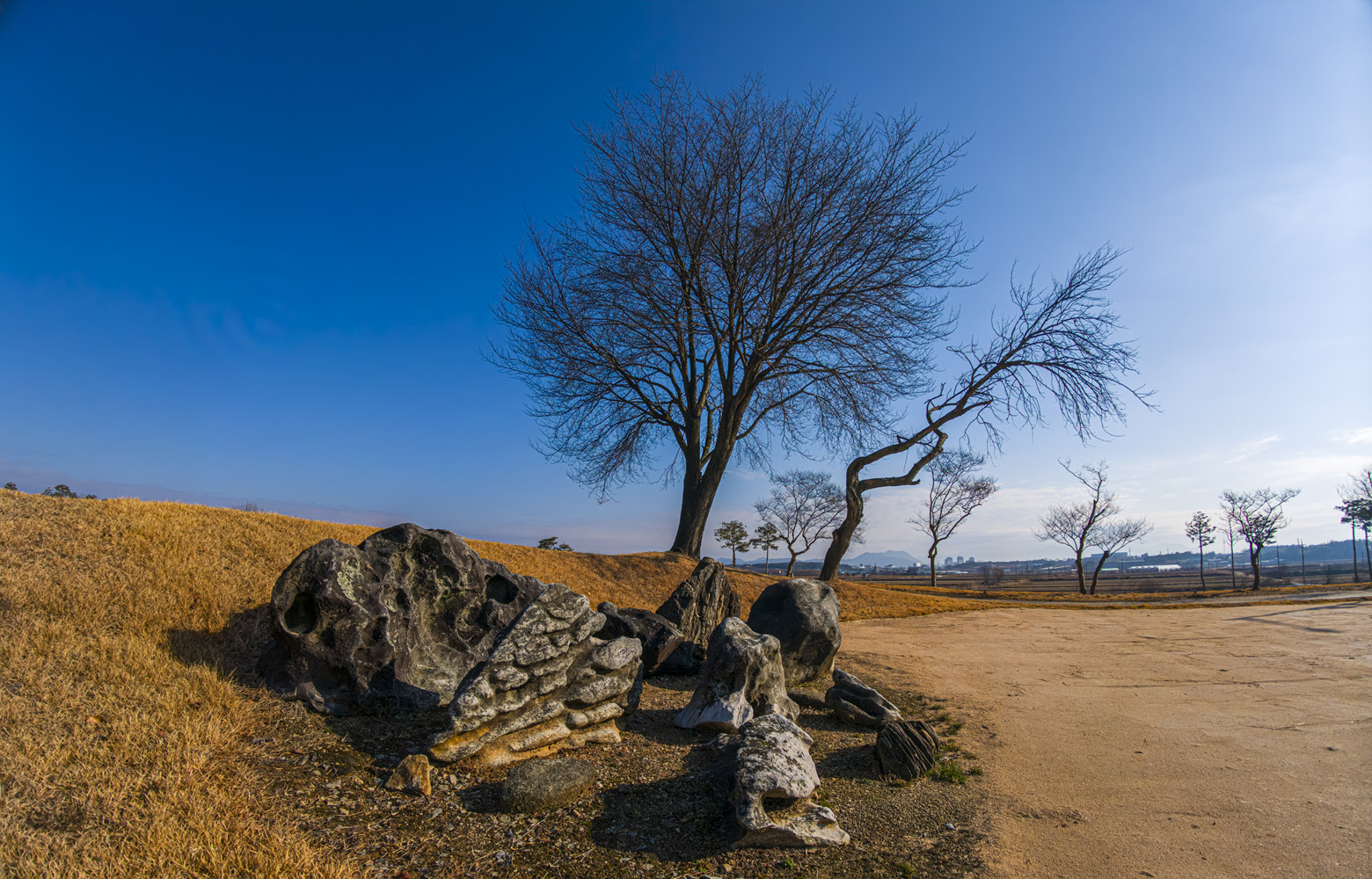 돌과 나무가 있는 풍경.jpg