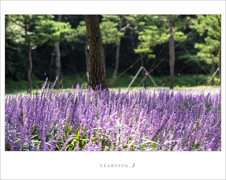 KG2_8549a.jpg