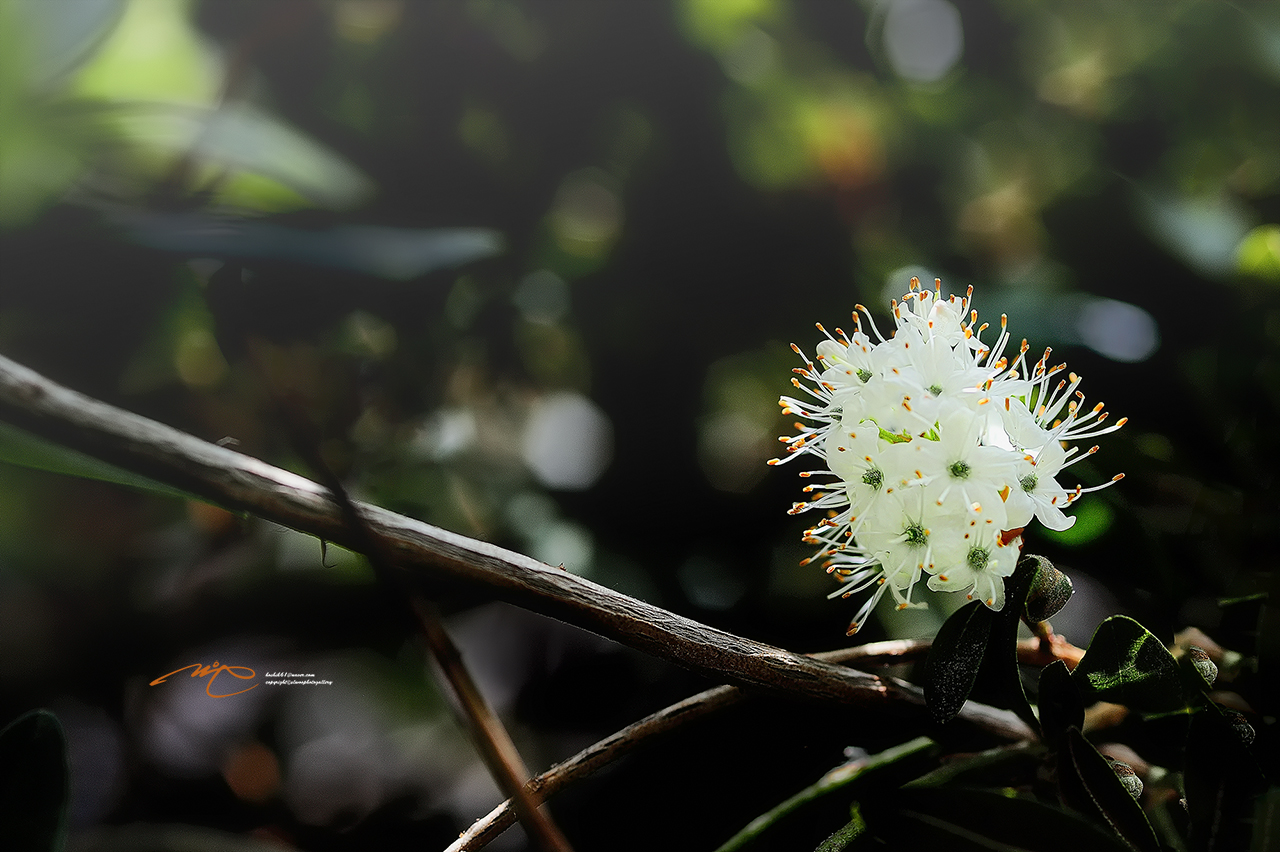 _SMJ7394_00001-3.jpg