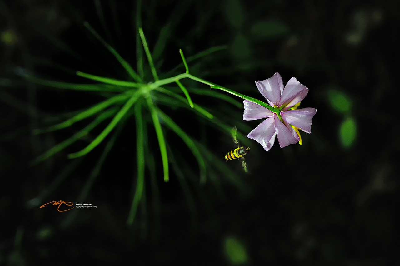 _SMJ3151_00001-3.jpg