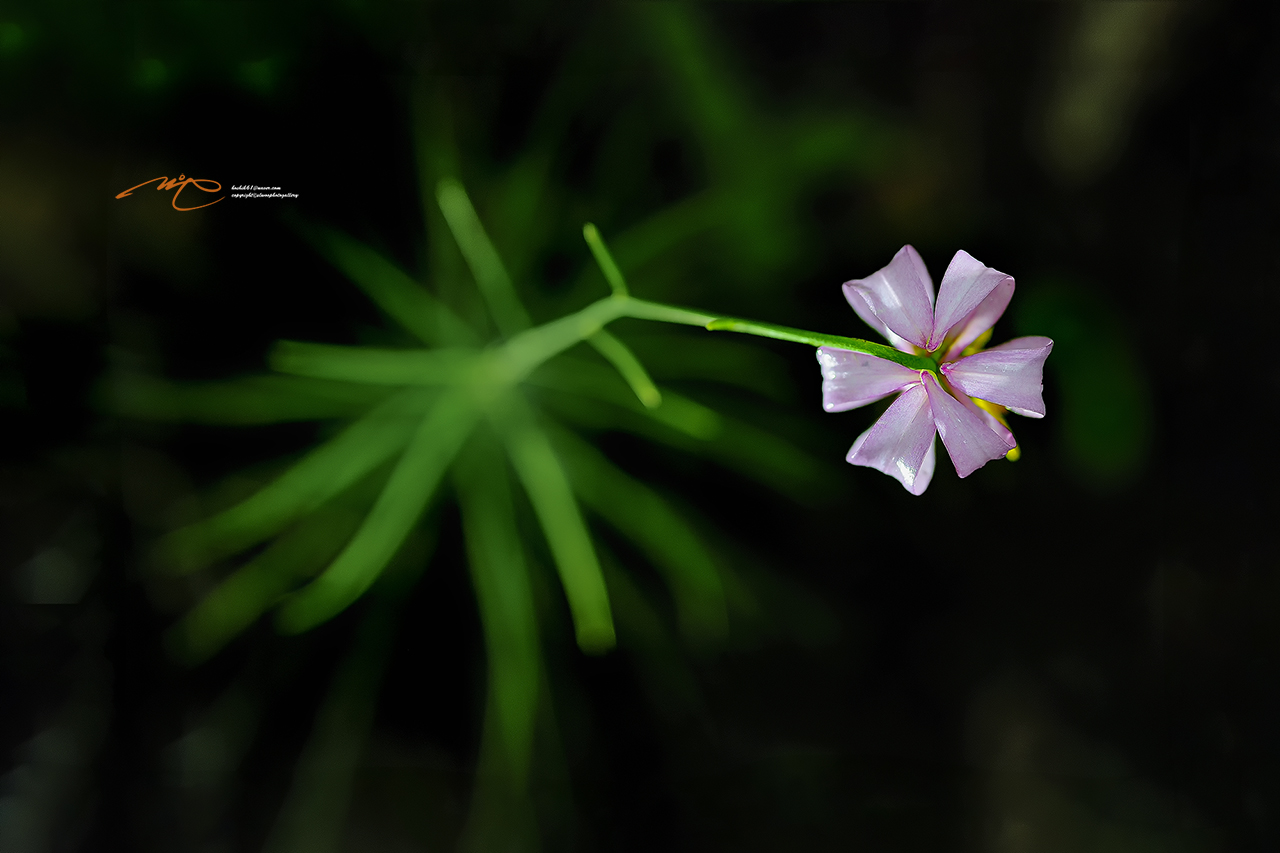 _SMJ3122_00001-3.jpg