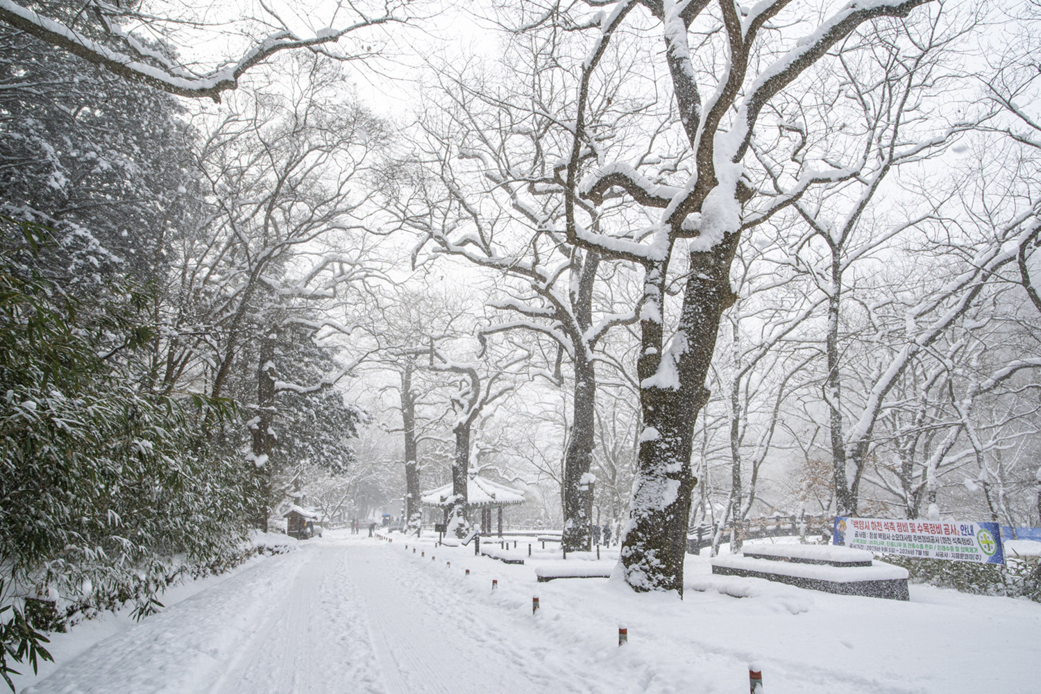 폭설 2.jpg