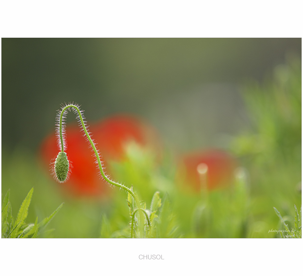 _D3A7517.jpg