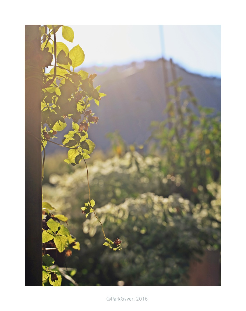 parkgyver_20160821_0417_feel_.jpg