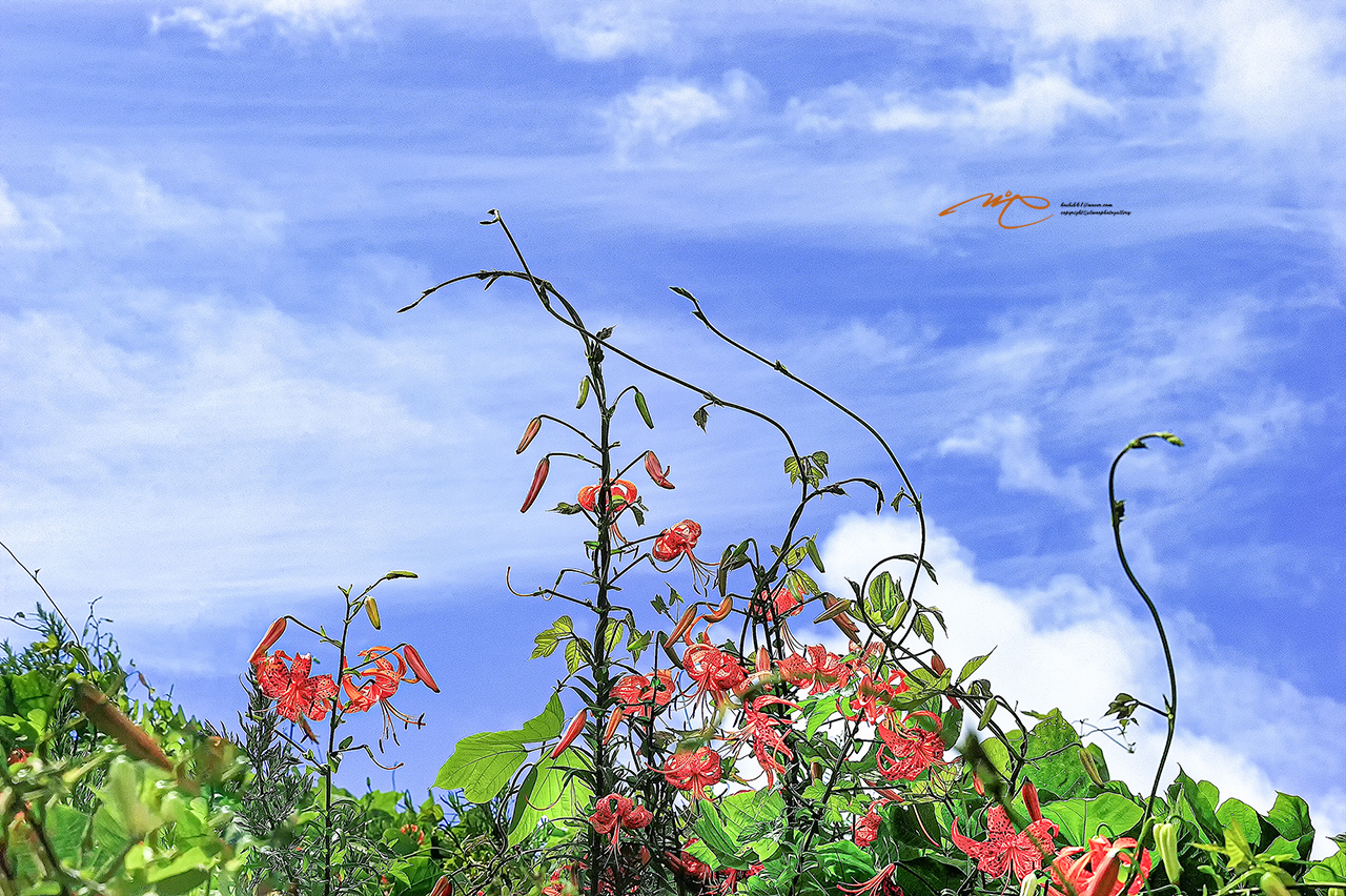 _SMJ3645_00001-3.jpg