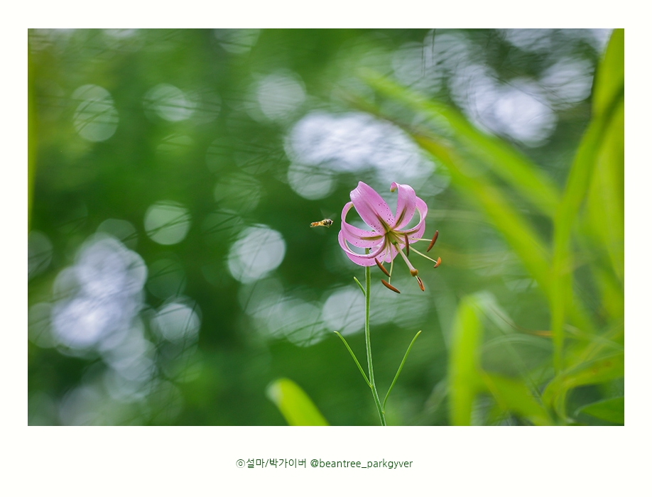 beantree_20200718_3057(fj).jpg