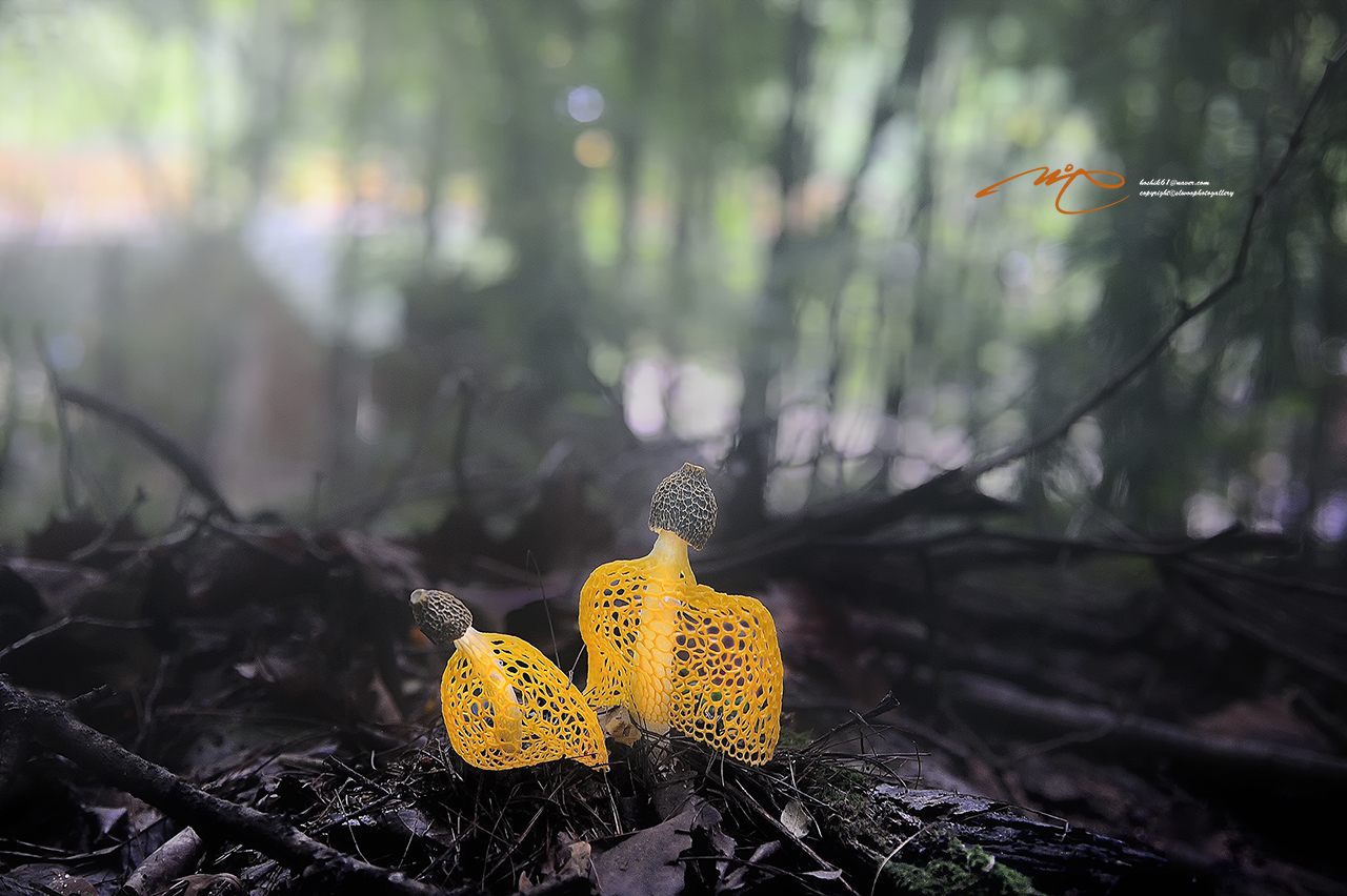 _SMJ6134_00001-3.jpg