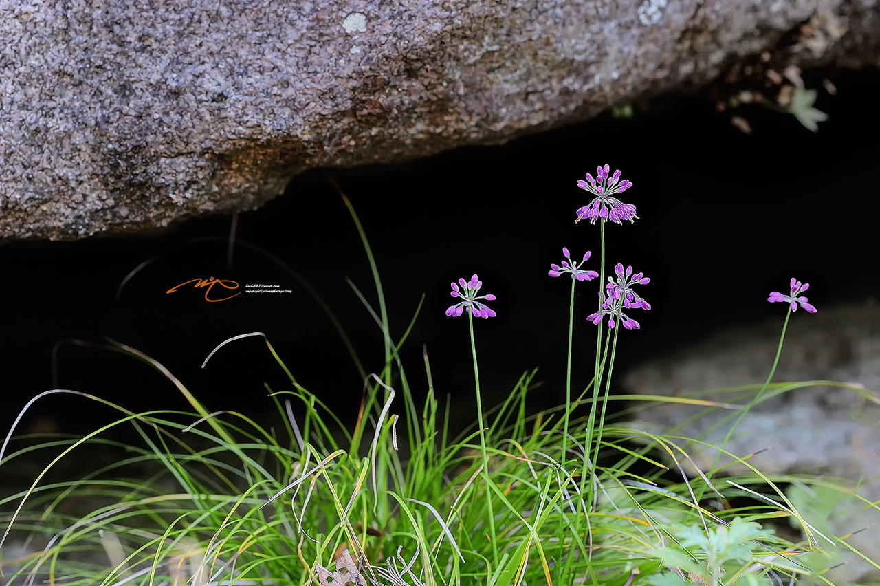 _SMJ7646_00001-3.jpg