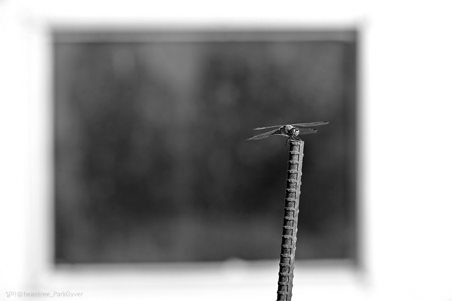 beantreeparkgyver_20170708_0414_fj_bw.jpg