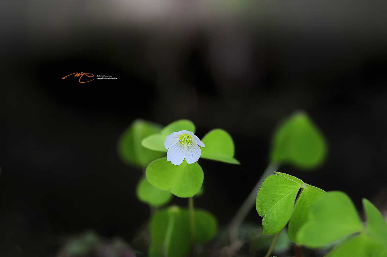 _SMJ2398_00001-3.jpg