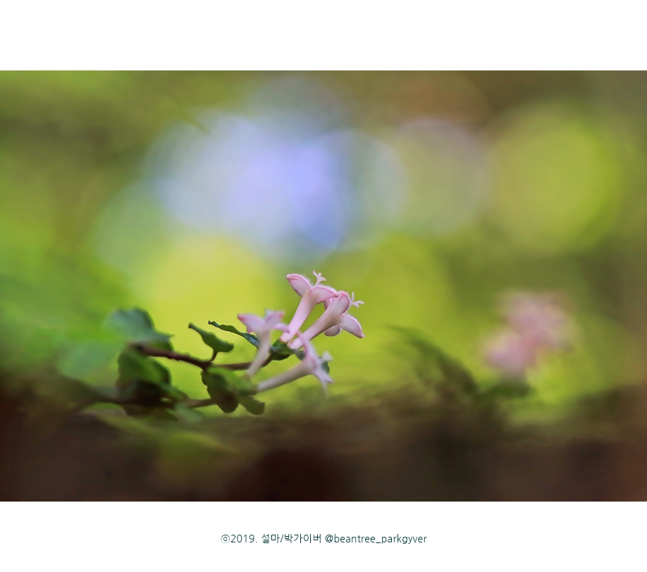 beantree_20190615_2701(fj).jpg