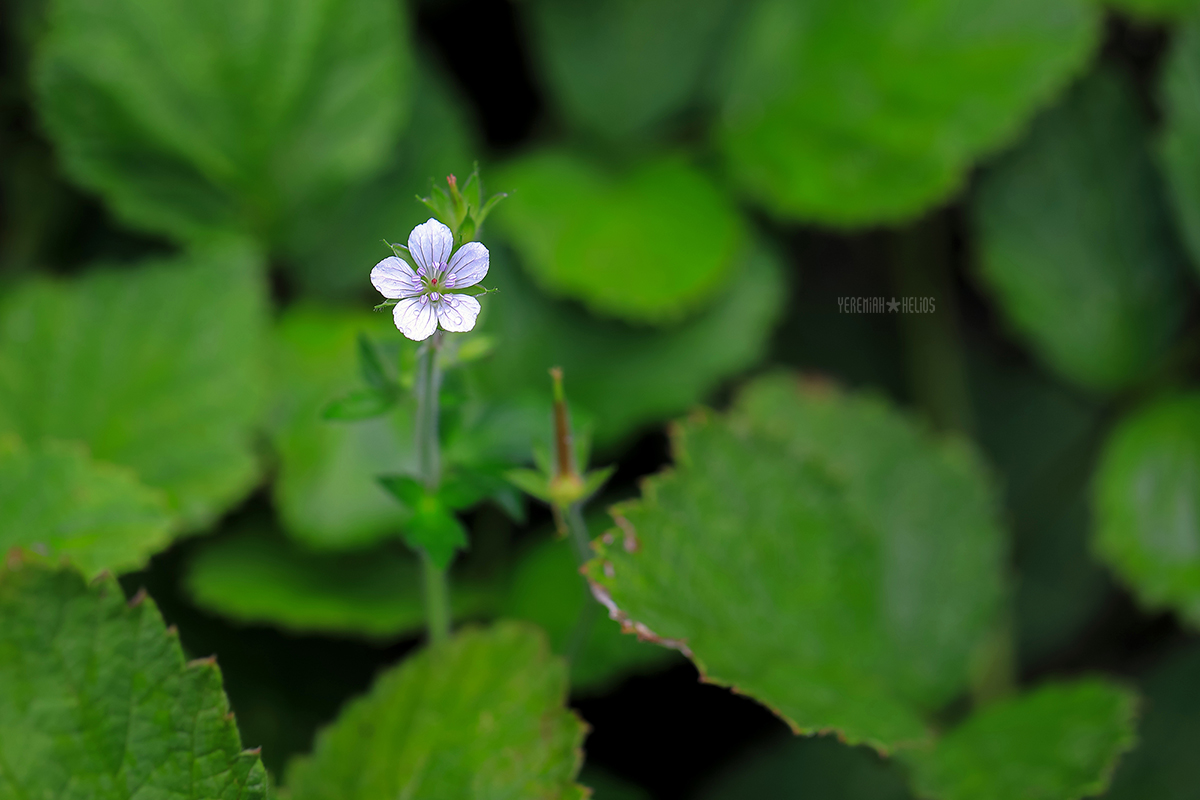 beantree260815_8830(쥐손이풀)1200.jpg