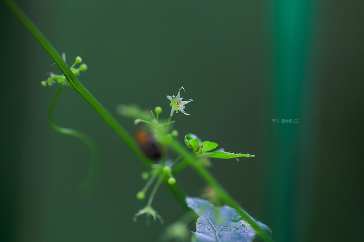 beantree260815_8938(돌외)1200.jpg