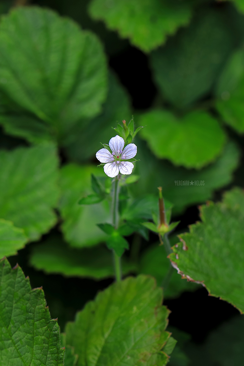beantree260815_8833(쥐손이풀)1200.jpg