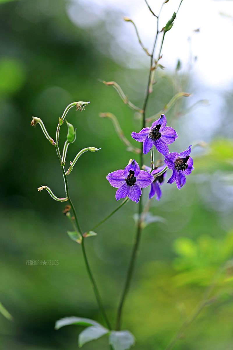 beantree260815_8685(큰제비고깔)1200.jpg