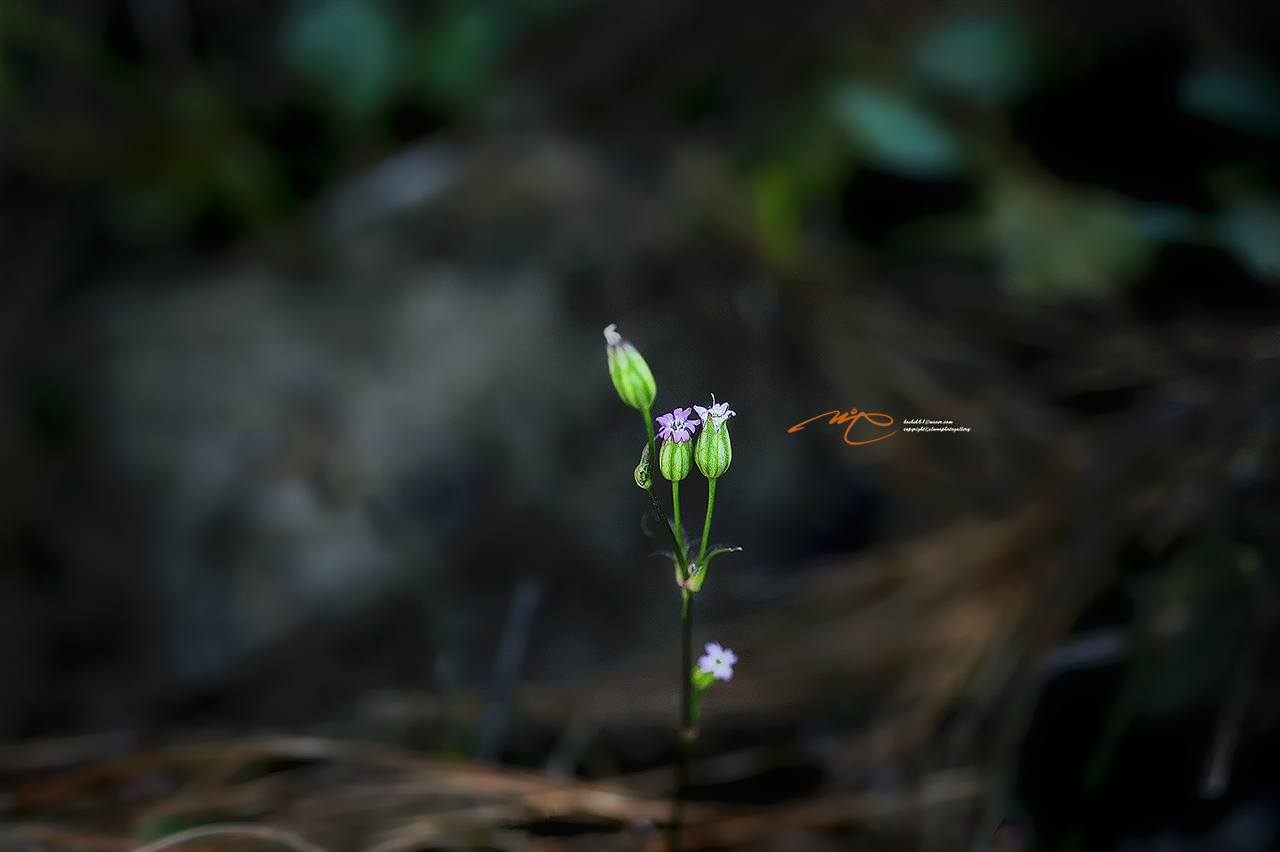 _SMJ8379_00001-3.jpg