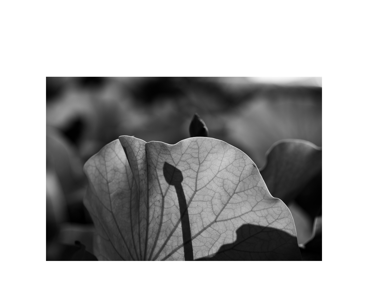 049a6369-2a.jpg