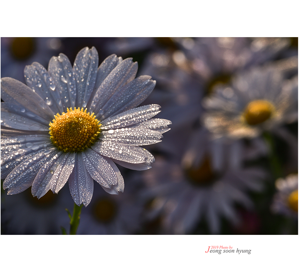 DSC_6895r.jpg