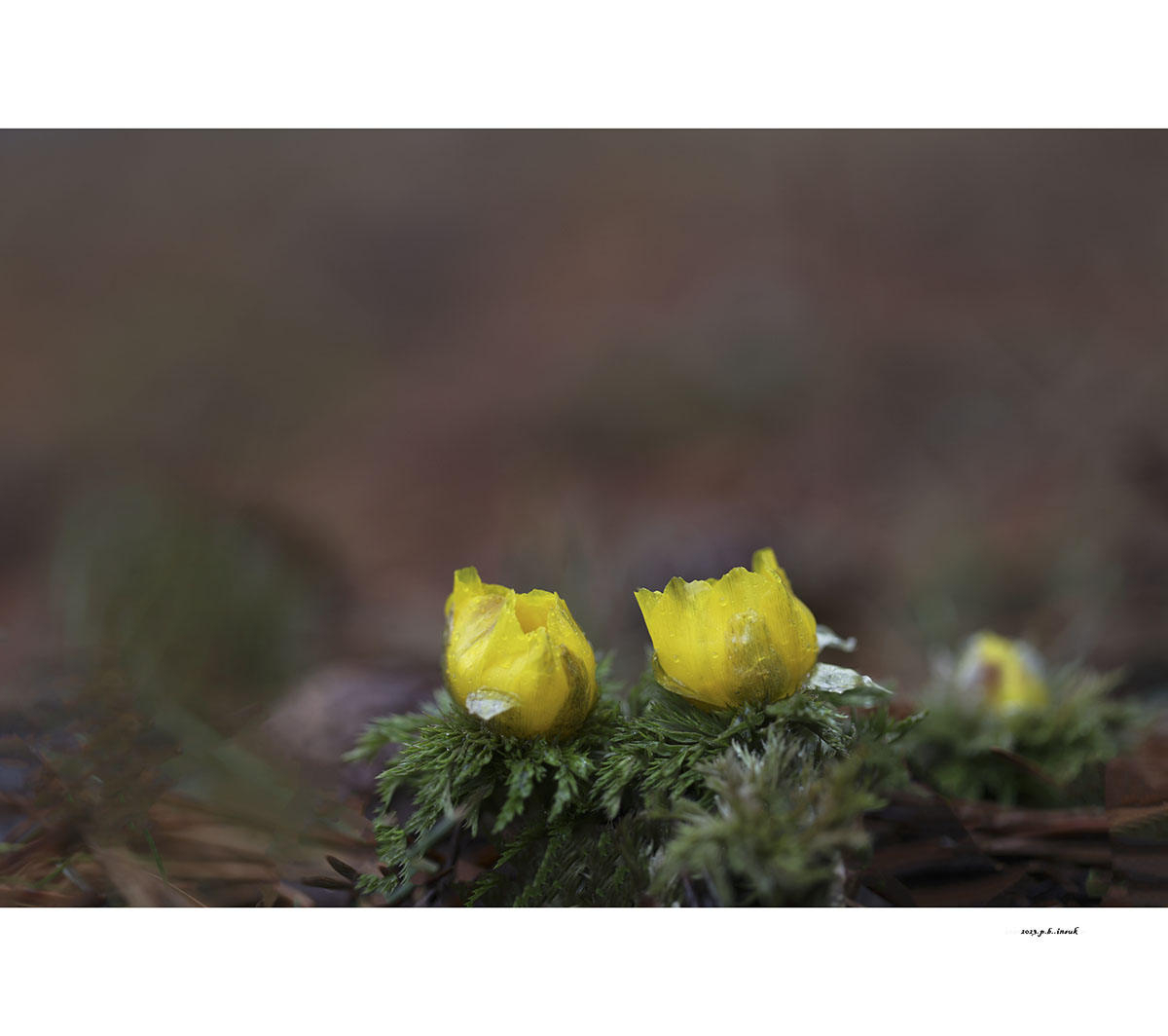 071A0263-복수초 -3.jpg