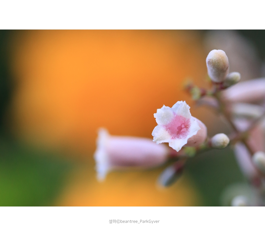 beantreeparkgyver_20170811_5618_fj_.jpg