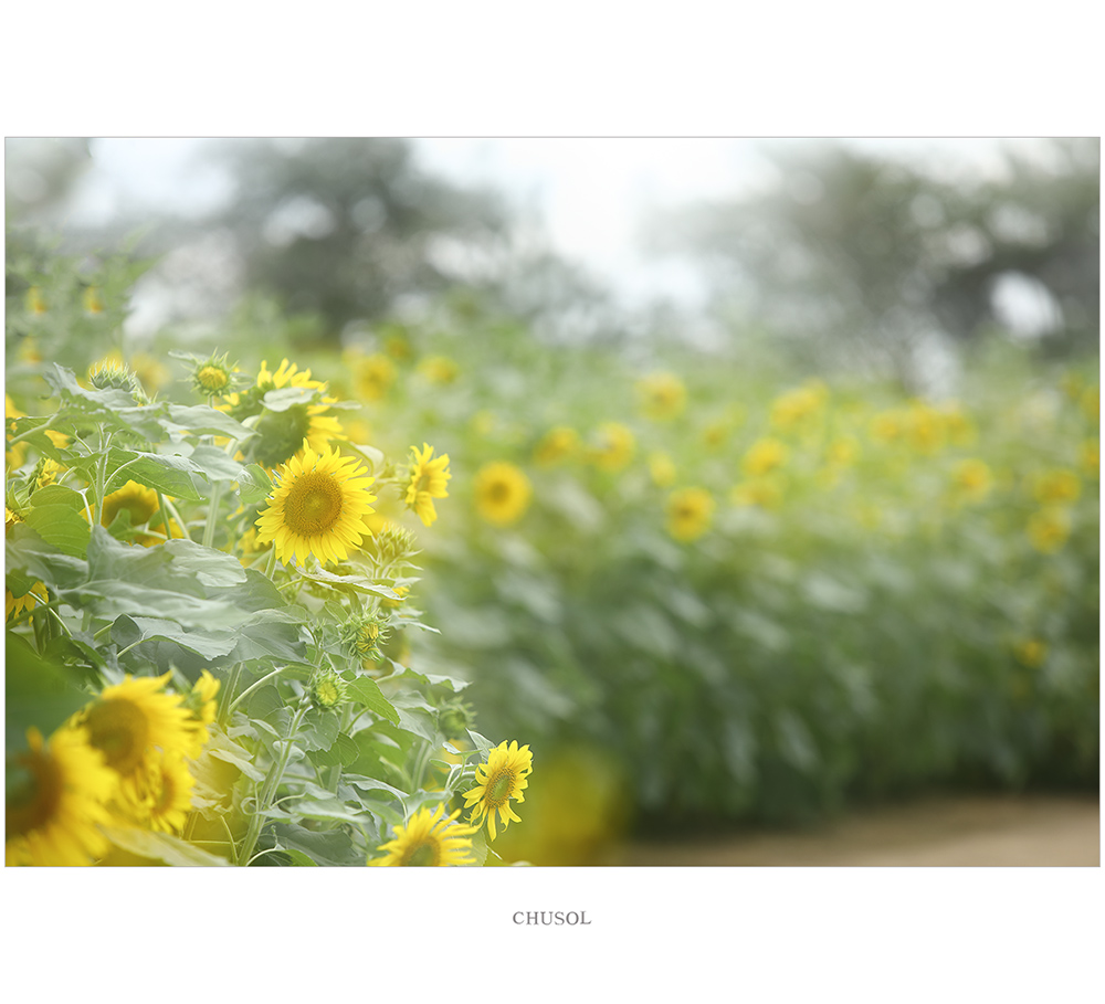 _D3A5422.jpg