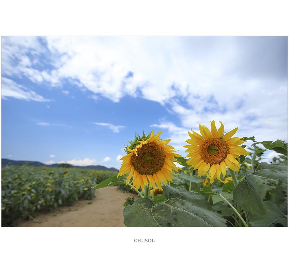 _D3A5368.jpg
