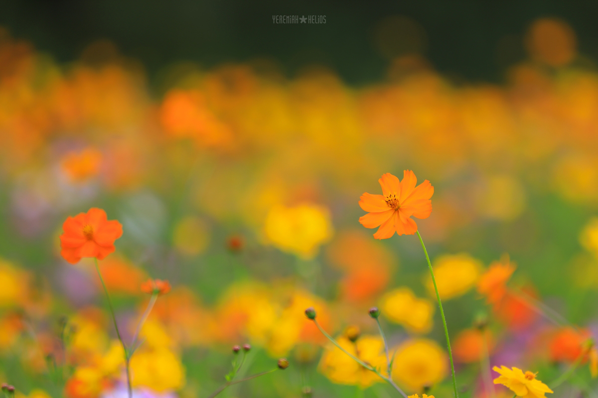 ★beantree260913_0001(YH)1200.jpg