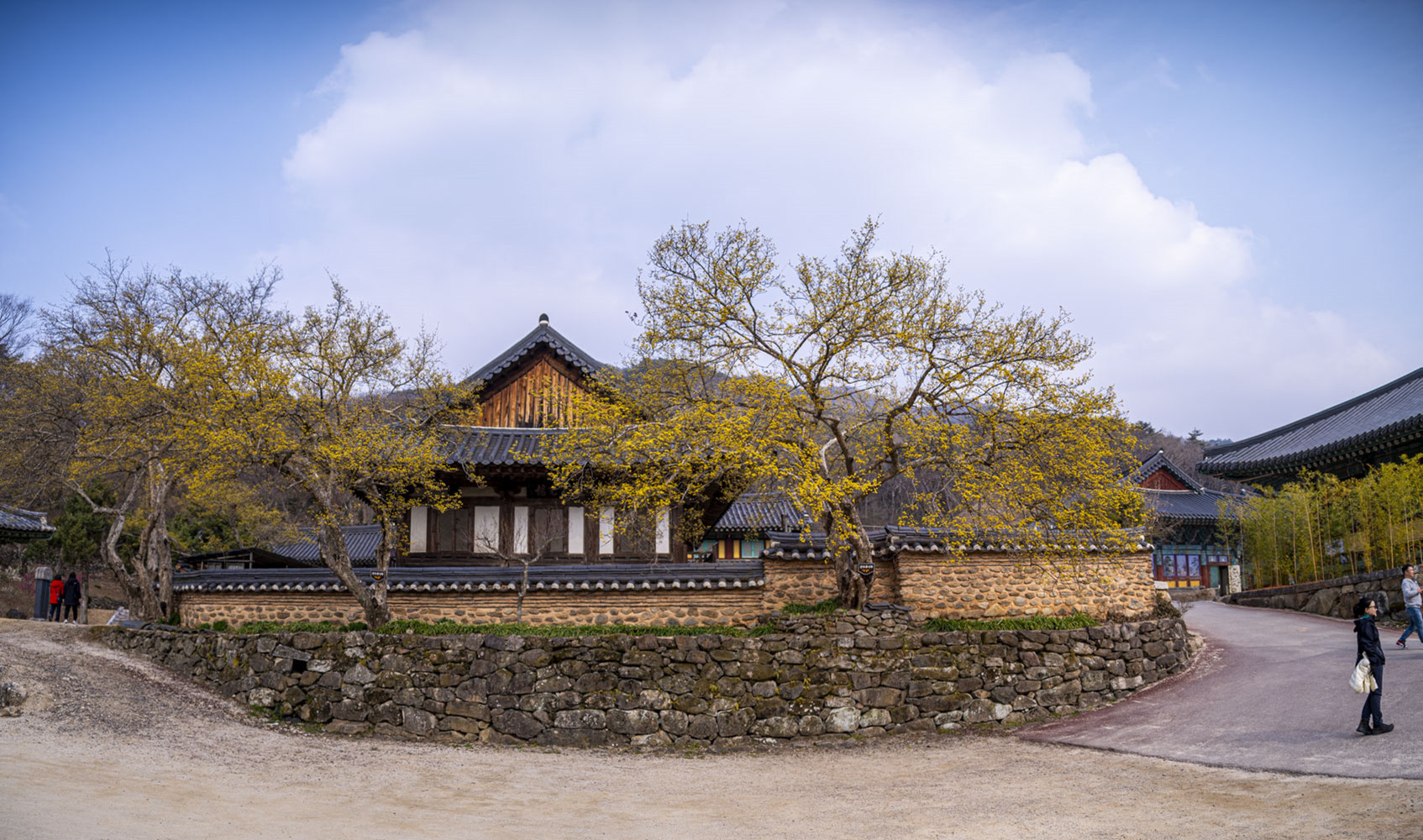 산수유 3.jpg