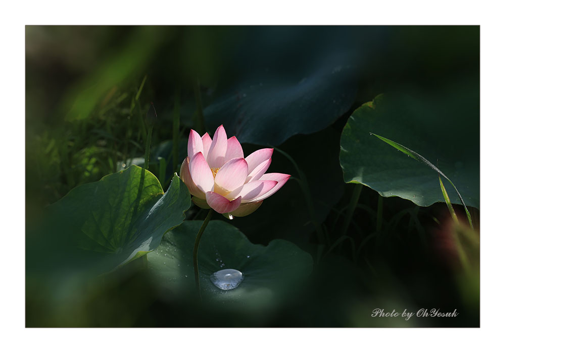 060A3923 복사 사본-1.jpg