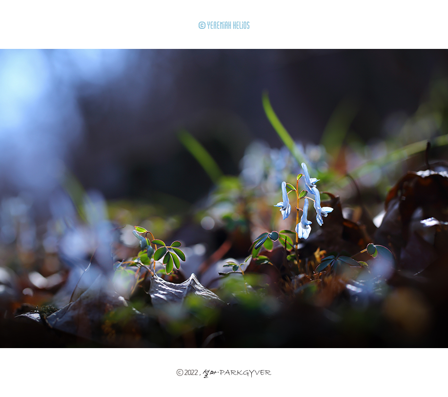 beantree20220402_2338(fj).jpg