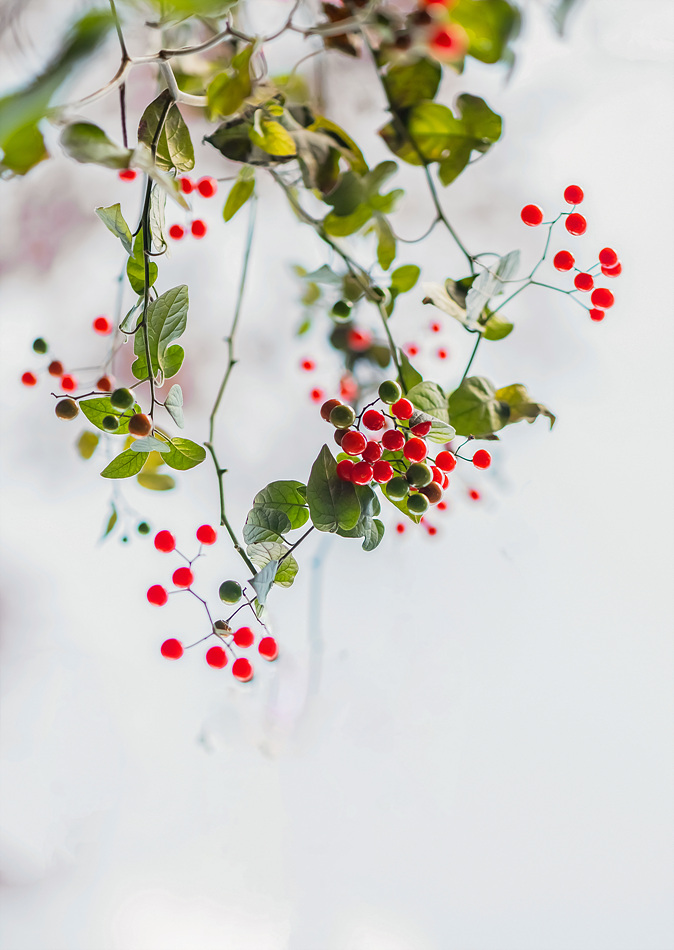 배풍등2025.11 (10).jpg