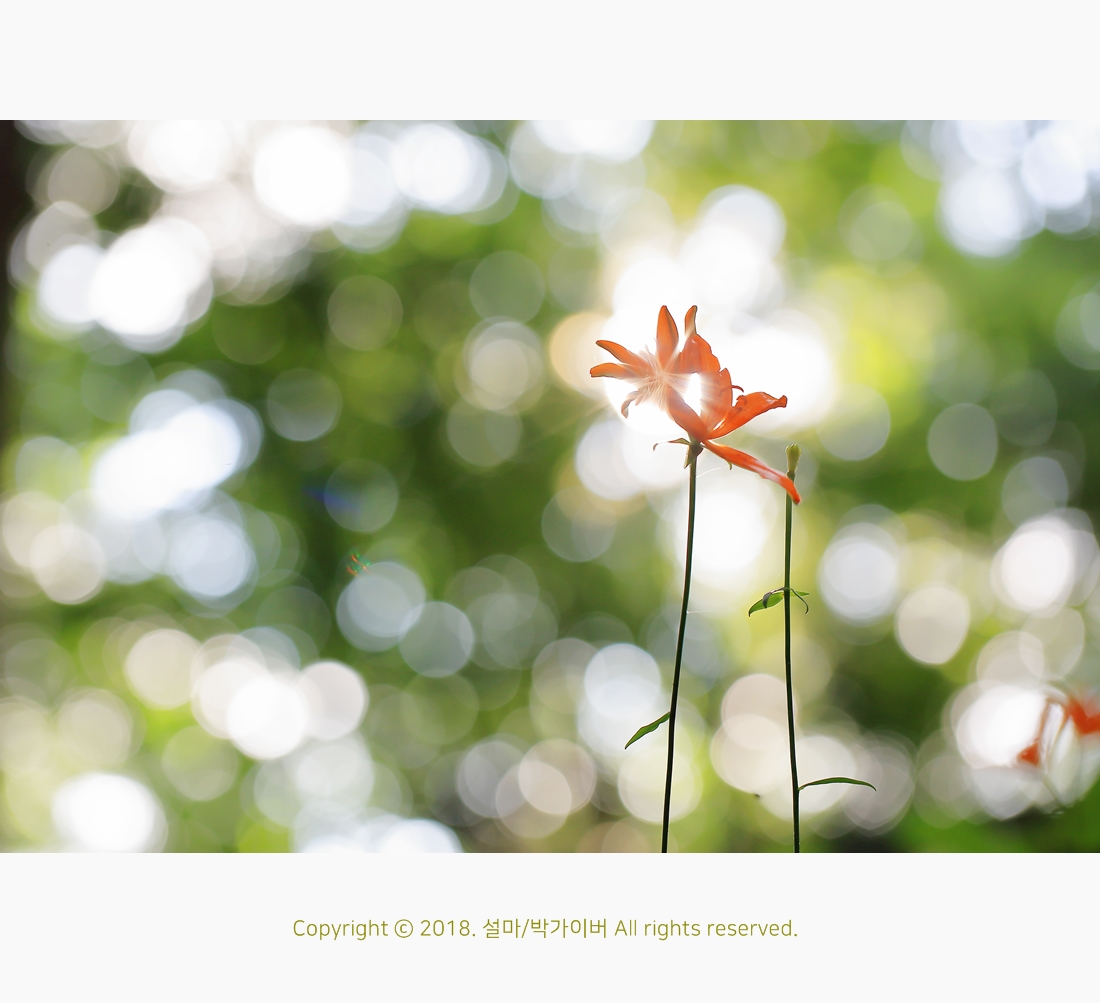 beantree_20180715_7739_1_fj.jpg