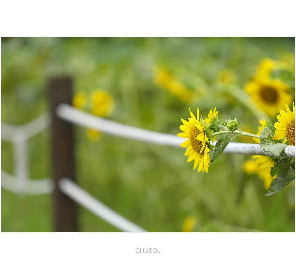 _D3A9409.jpg