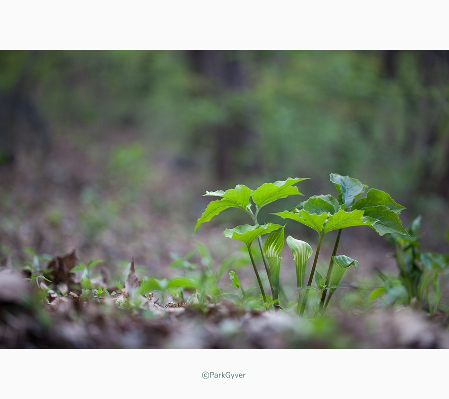 parkgyver_20170422_0625_f_.jpg