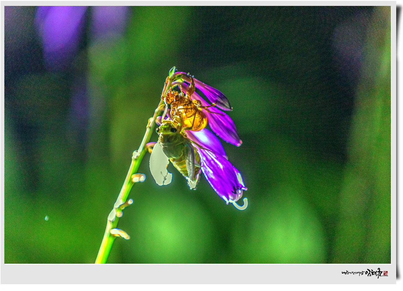 羽化 작품갤러리 필포토 Feelphoto